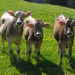 Bauernhof Duenser Au (Bregenz)