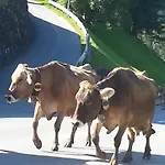 בית חווה Bauernhof Duenser Au (Bregenz)