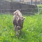 בית חווה Bauernhof Duenser Au (Bregenz)