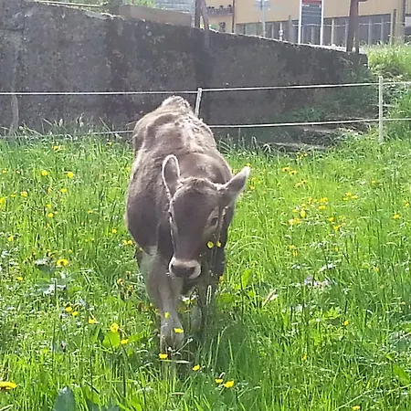 Séjour à la ferme Bauernhof Duenser Au (Bregenz)