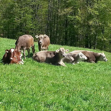 Bauernhof Duenser Séjour à la ferme *