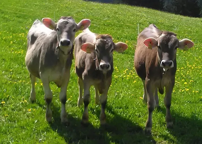 Bauernhof Dunser Au (Bregenz)