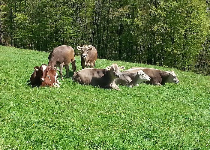 Bauernhof Dunser Farm stay *